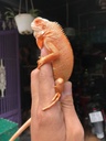 Red Albino Iguana