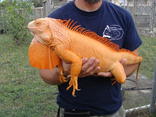 Albino Iguana
