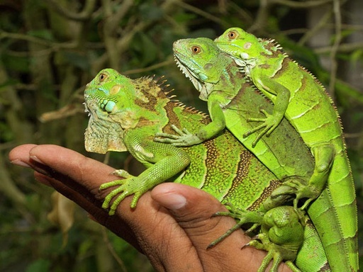 [VTC/PR2020110109] Green Iguana - Rồng Nam Mỹ Xanh