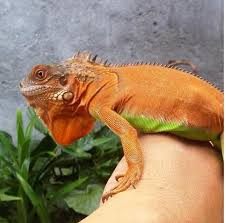 [VTC/PR2020110121] Red Het Honduras Iguana