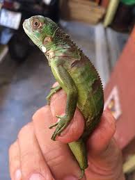 [VTC/PR2020110125] Honduras Iguana